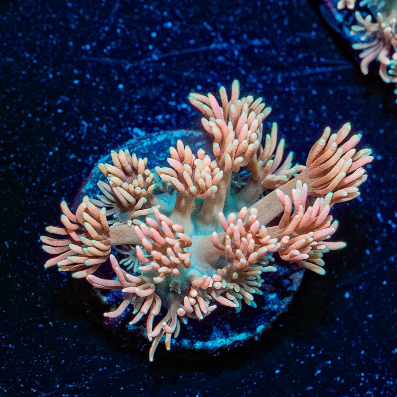 Hunch punch Goniopora