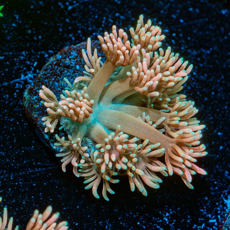 Hunch punch Goniopora