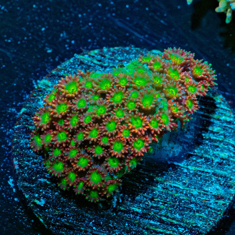 Moon Rocks Bernadapora