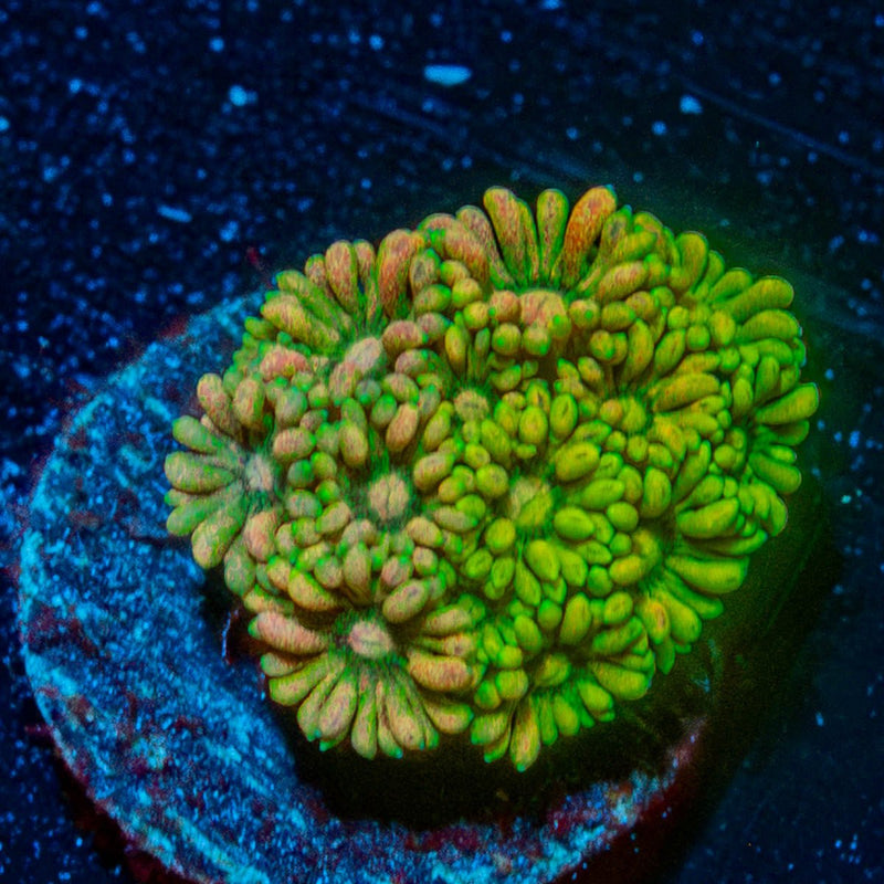 Encore Goniopora