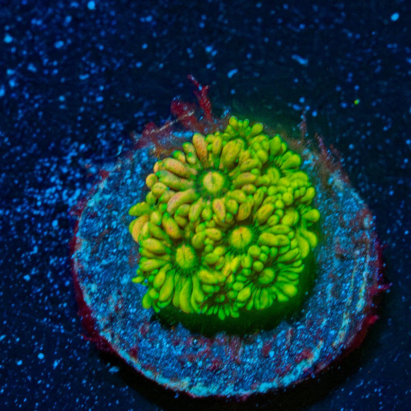 Encore Goniopora