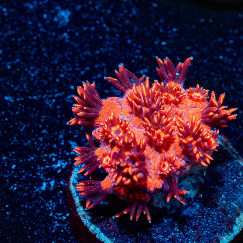 Red Dragon Goniopora