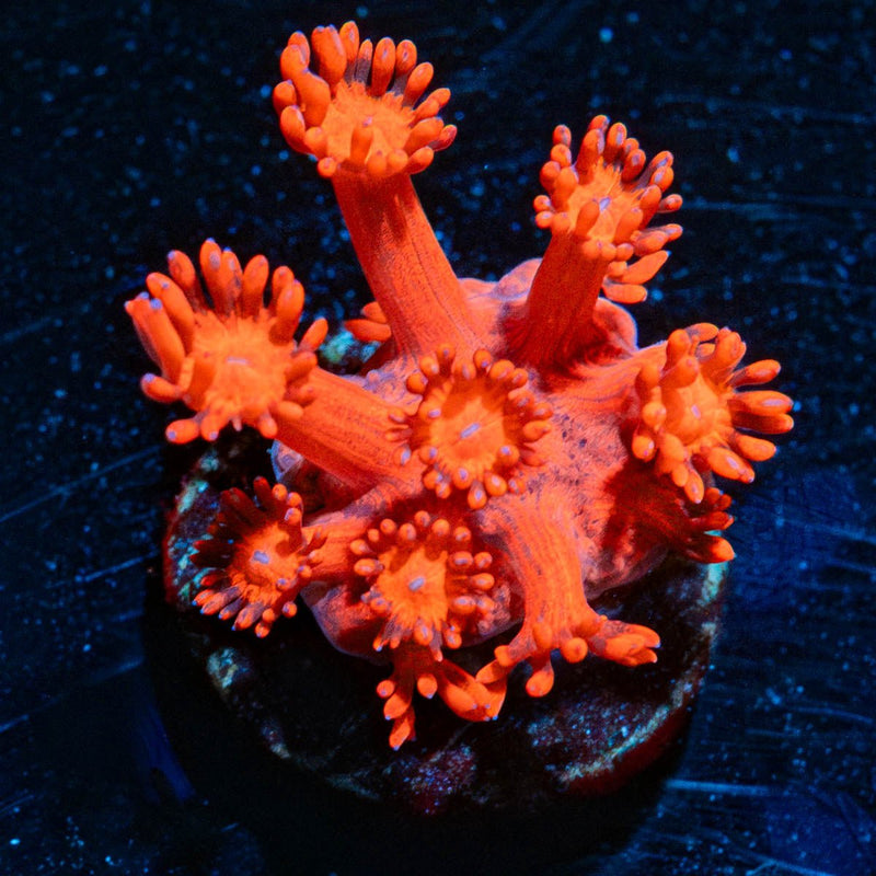 Red Bull Goniopora