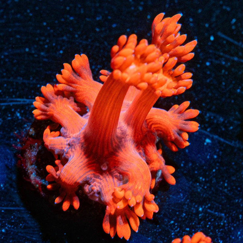 Red Bull Goniopora