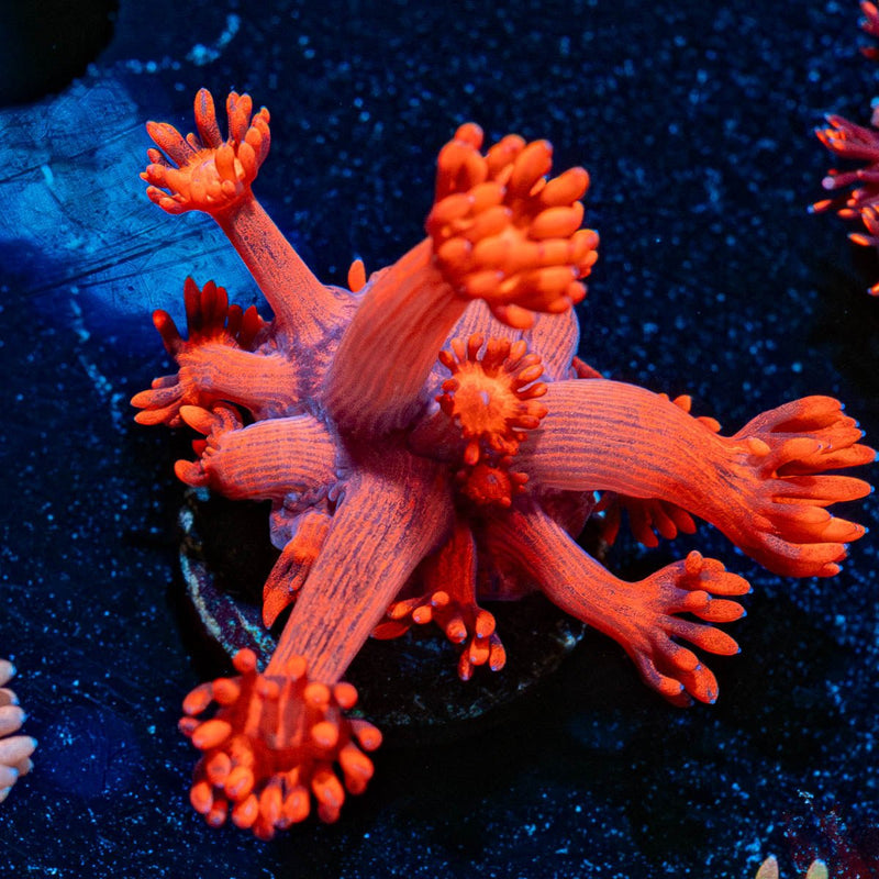 Red Bull Goniopora