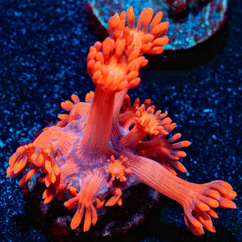 Red Bull Goniopora