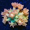 Encore Goniopora - riptide aquaculture llc