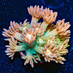 Encore Goniopora - riptide aquaculture llc