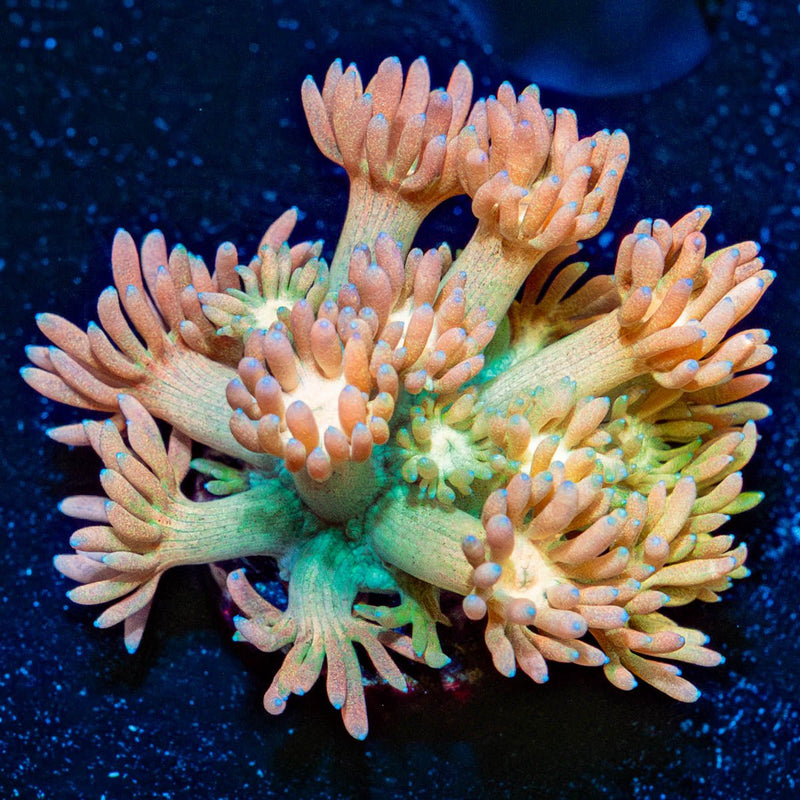 Encore Goniopora