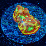 Conflict Diamond Favia - riptide aquaculture llc