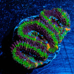 Acan / Micromussa - riptide aquaculture llc