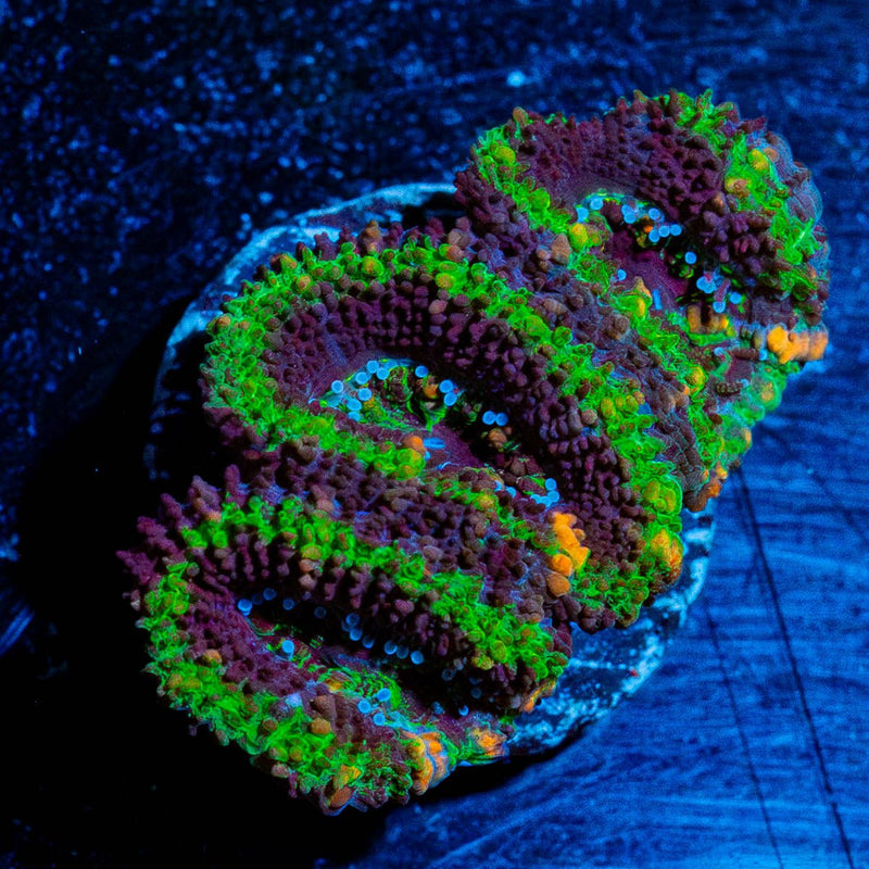 Acan / Micromussa