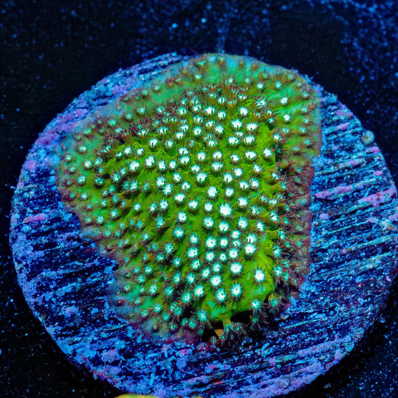 JF Grassy Fields Stylocoeniella