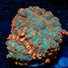 Cloverfield Rhodactis Mushroom - riptide aquaculture llc