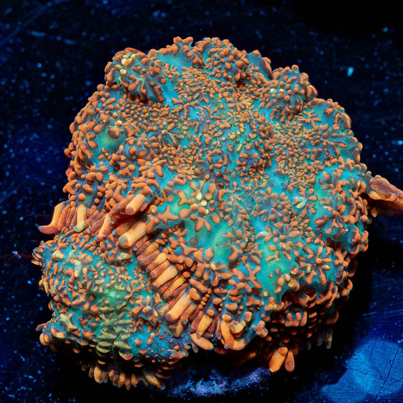 Cloverfield Rhodactis Mushroom