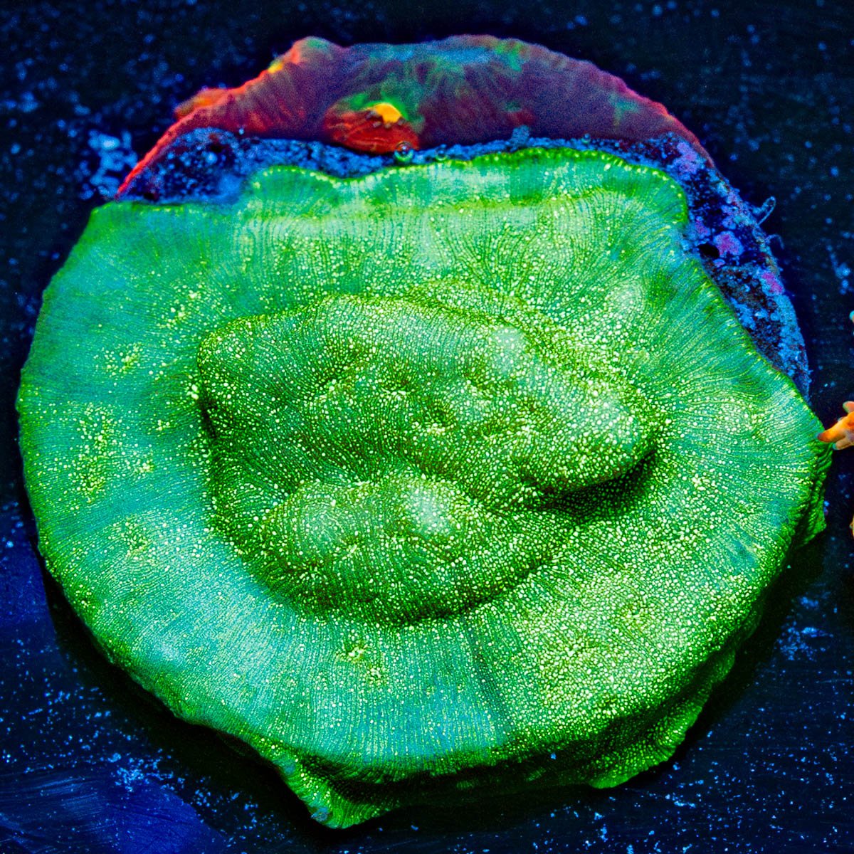 Green Lantern Lepto - riptide aquaculture llc