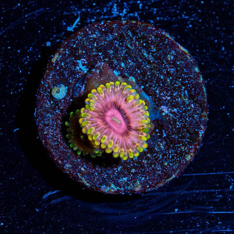 Majin Boo Zoanthid
