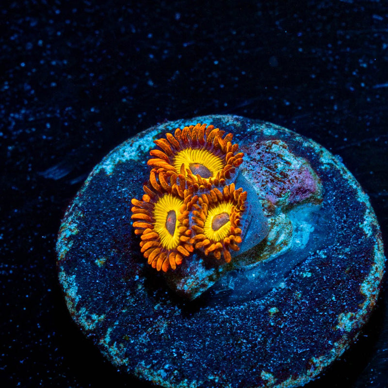 Fruity Loops Zoanthid