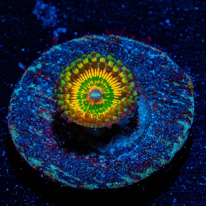 Hyper Jubilee Zoanthid
