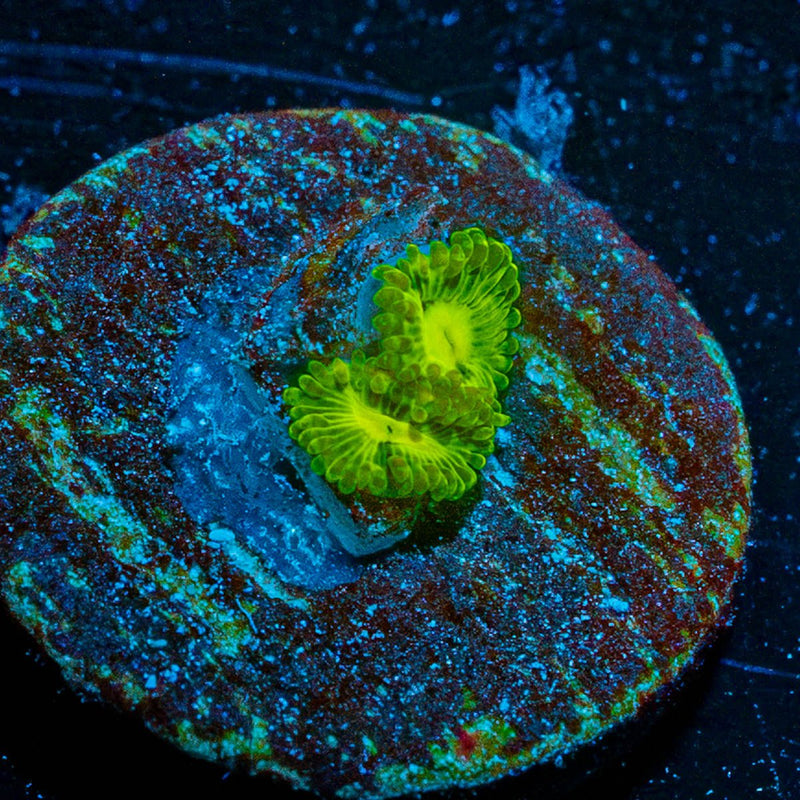Emerald Muals Zoanthid