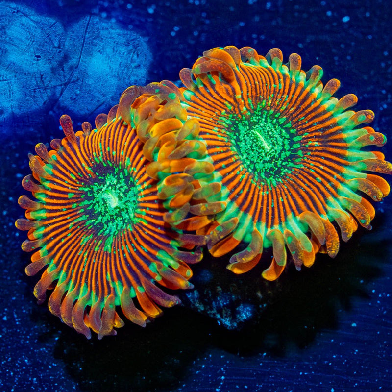 Magician Zoanthid