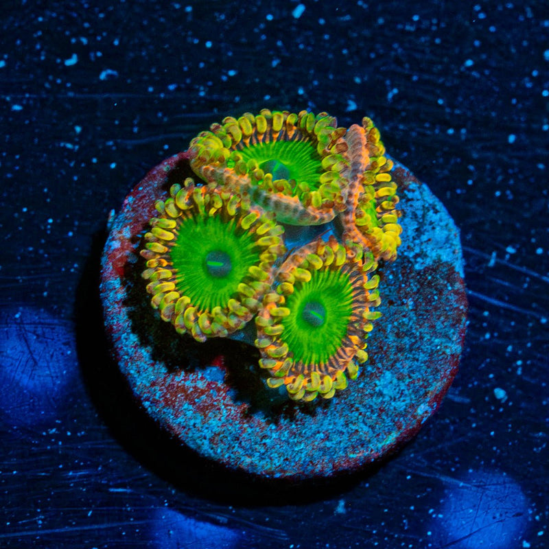 Rainbow Trolls Zoanthid