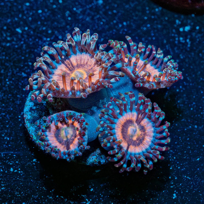 Valkyries Zoanthid