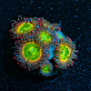 Tinker Bells Zoanthid - riptide aquaculture llc
