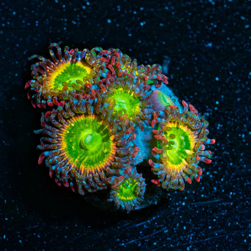Tinker Bells Zoanthid