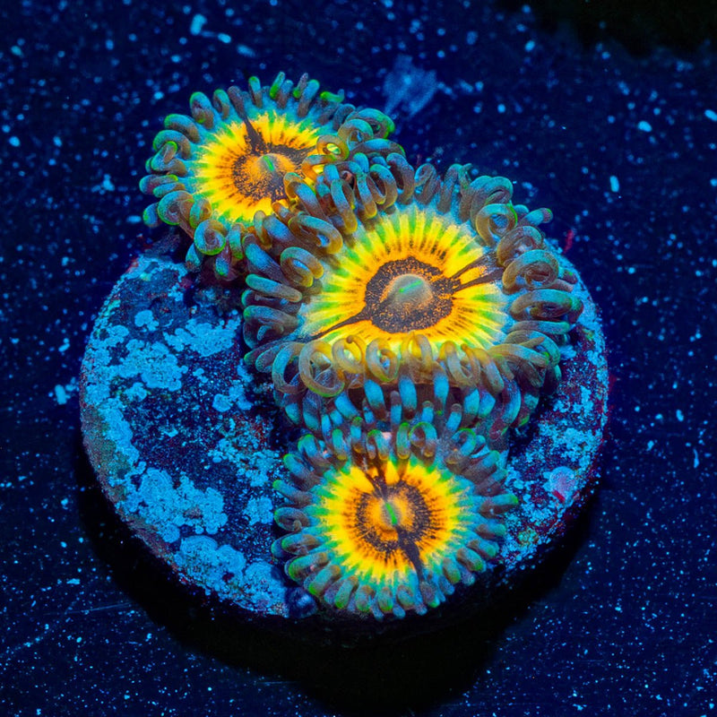 Desert Storm Zoanthid
