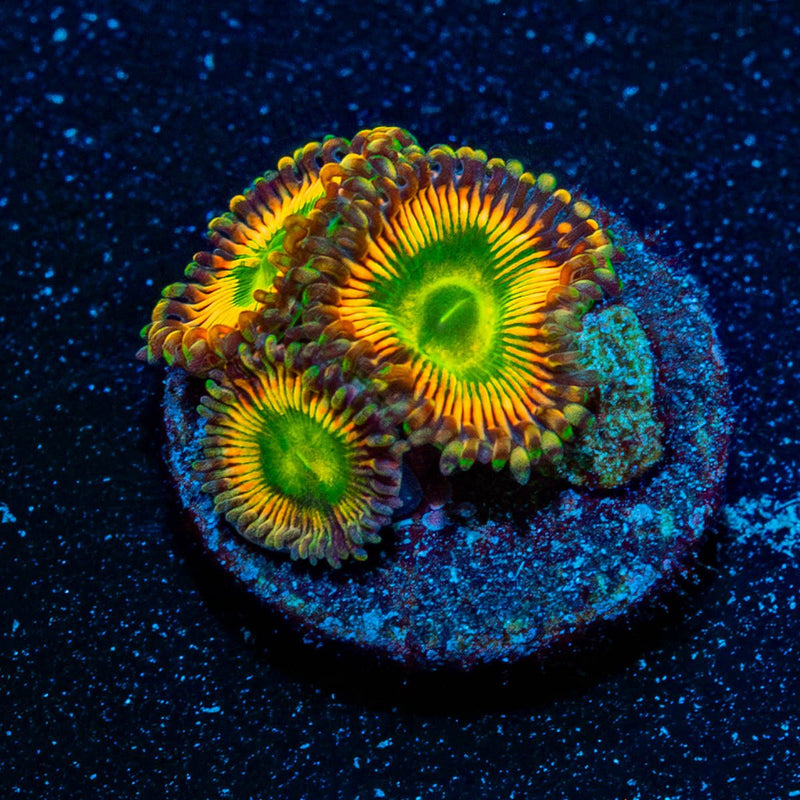 Peach Tea Zoanthid