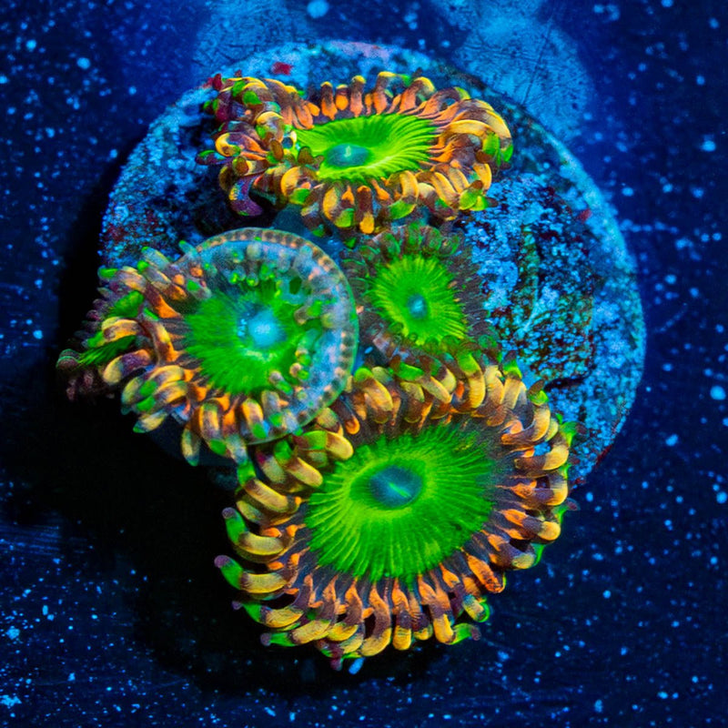 Rainbow Trolls Zoanthid