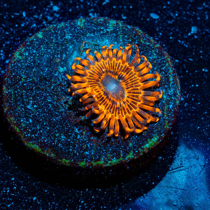 Utter Peace Zoanthid