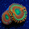 Magician Zoanthid - riptide aquaculture llc