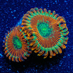 Magician Zoanthid - riptide aquaculture llc
