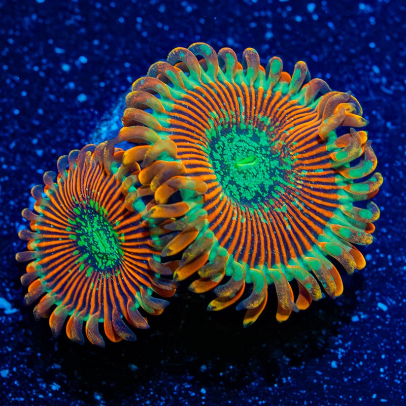 Magician Zoanthid