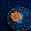 Utter Peace Zoanthid - riptide aquaculture llc