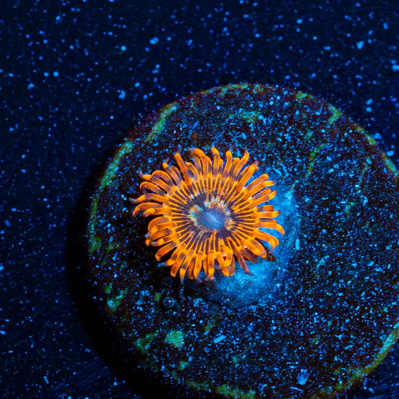 Utter Peace Zoanthid
