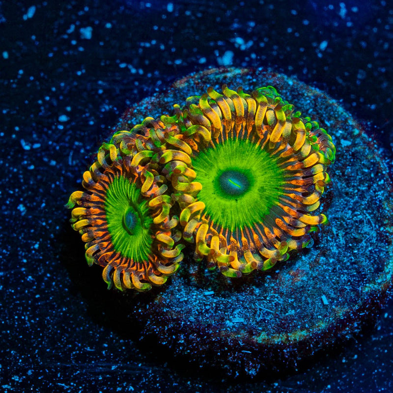 Rainbow Trolls Zoanthid