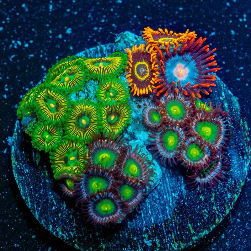 Zoanthid Combo Plug