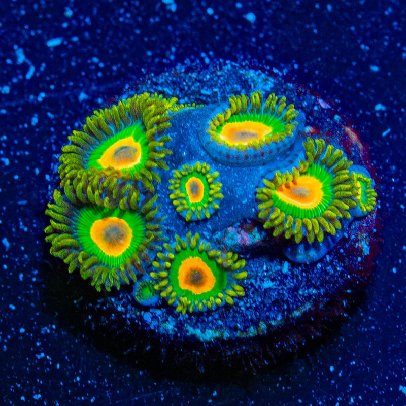 Rasta Zoanthid