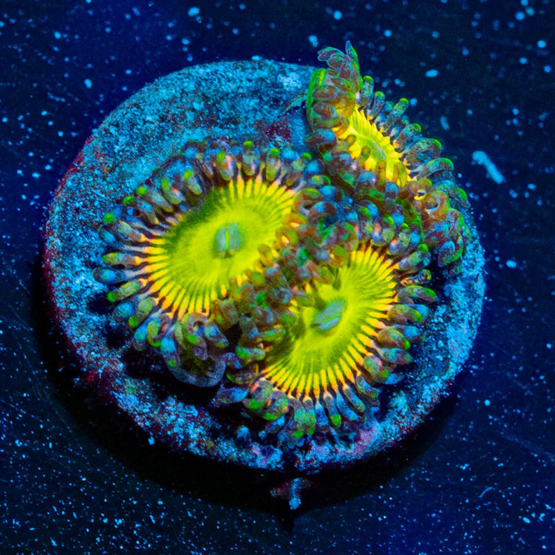 Candy Apple Green Zoanthid