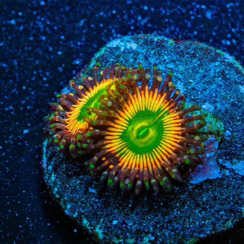 Peach Tea Zoanthid