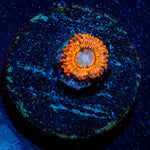 Utter Peace Zoanthid - riptide aquaculture llc