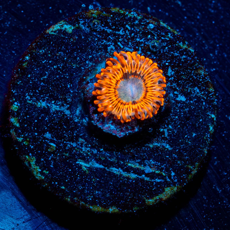 Utter Peace Zoanthid