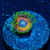 Phychosis Zoanthid - riptide aquaculture llc