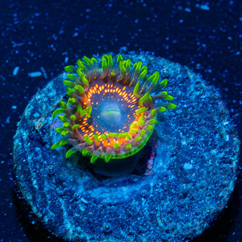Phychosis Zoanthid