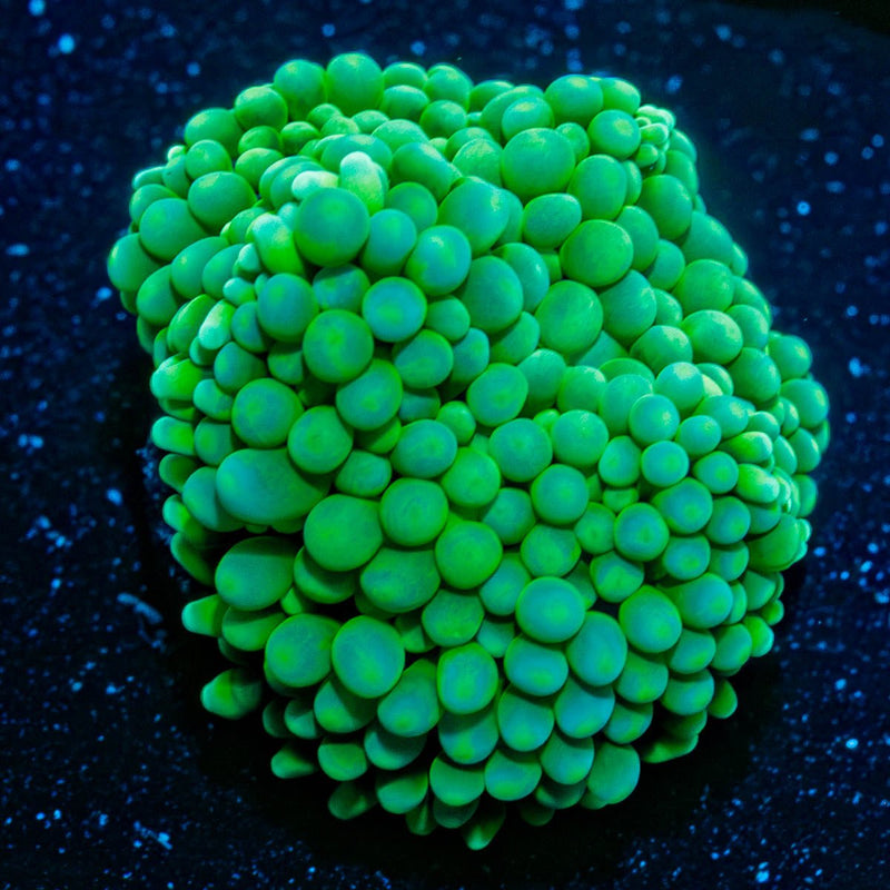 FL Ricordea Mushroom