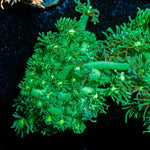 Swamp Thing Goniopora - riptide aquaculture llc