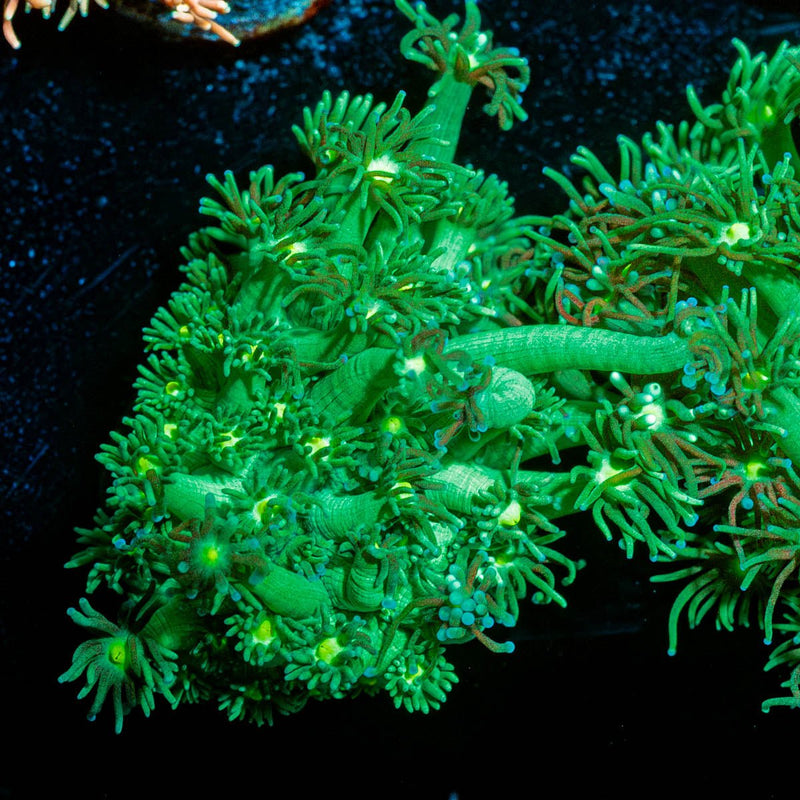 Swamp Thing Goniopora